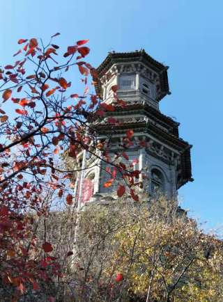 鄭田野