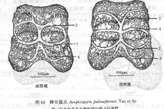 肺雙籃蟲