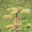 高山芹根