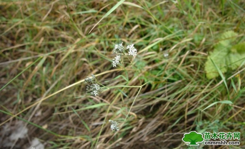 高石頭花