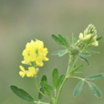 野苜蓿(黃花苜蓿（植物）)