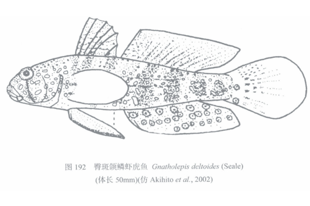 臀斑頜鱗蝦虎魚