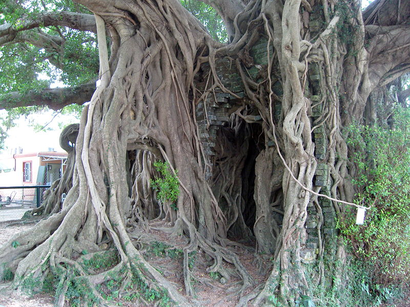 錦田樹屋