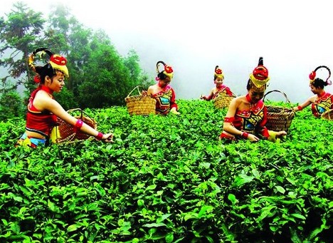 採摘穀雨茶