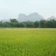 馬山村(翁源縣龍仙鎮轄村)