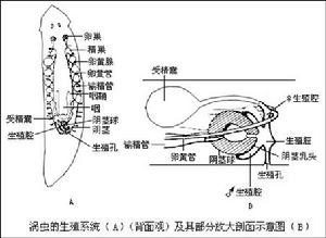 三角渦蟲