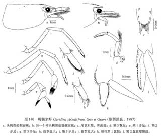 刺額米蝦