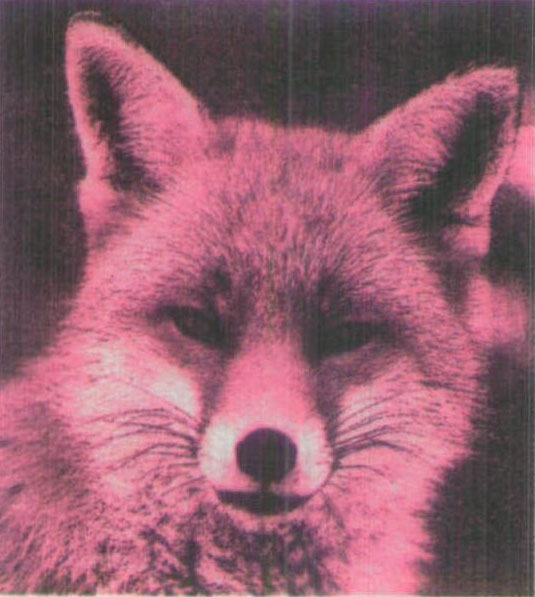 紅褐色赤狐-067