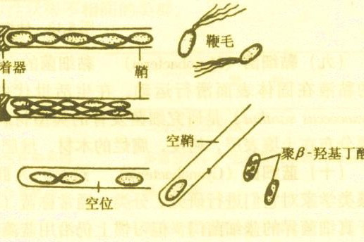 浮游球衣菌