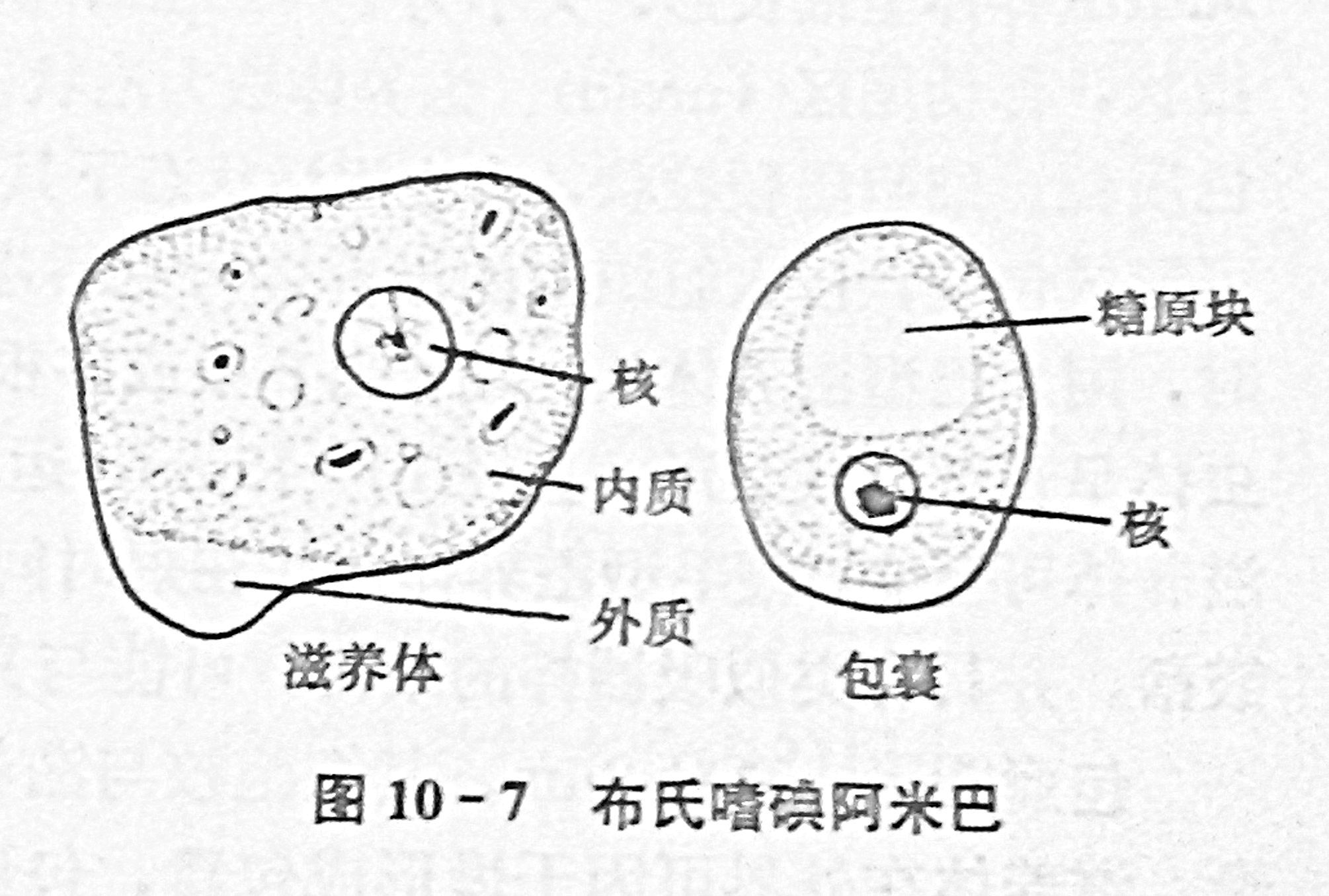 布氏嗜碘阿米巴