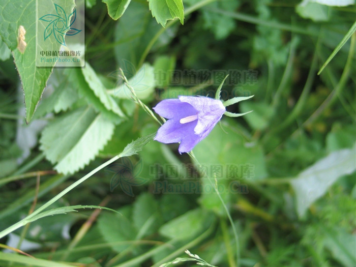 狹長花沙參