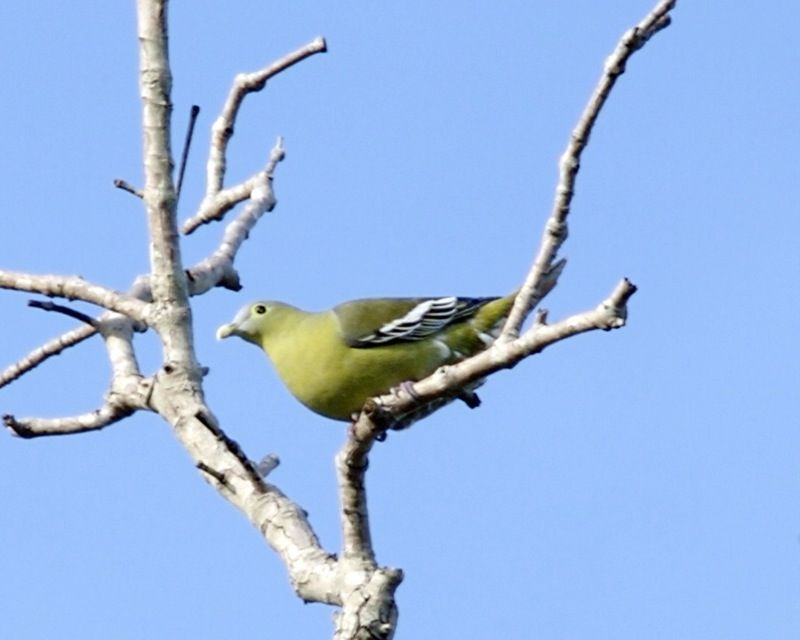 灰頰綠鳩