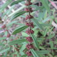 水莧菜(植物)