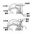 不可復性盤前移位