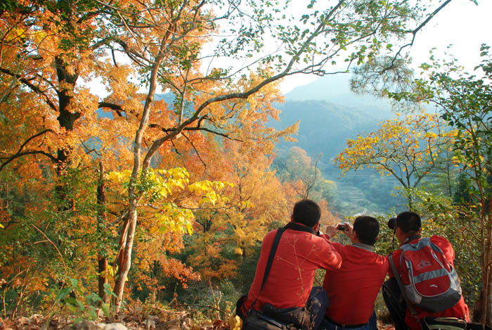 平遠紅豆林