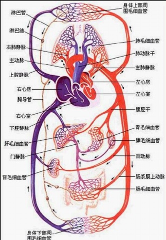 體循環