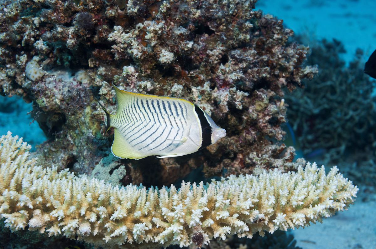 川紋蝴蝶魚