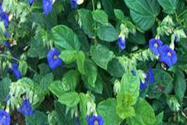 Thunbergia \x27Blue Glory\x27