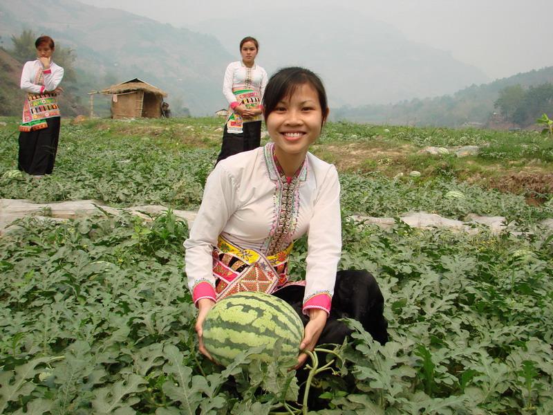 西瓜種植業