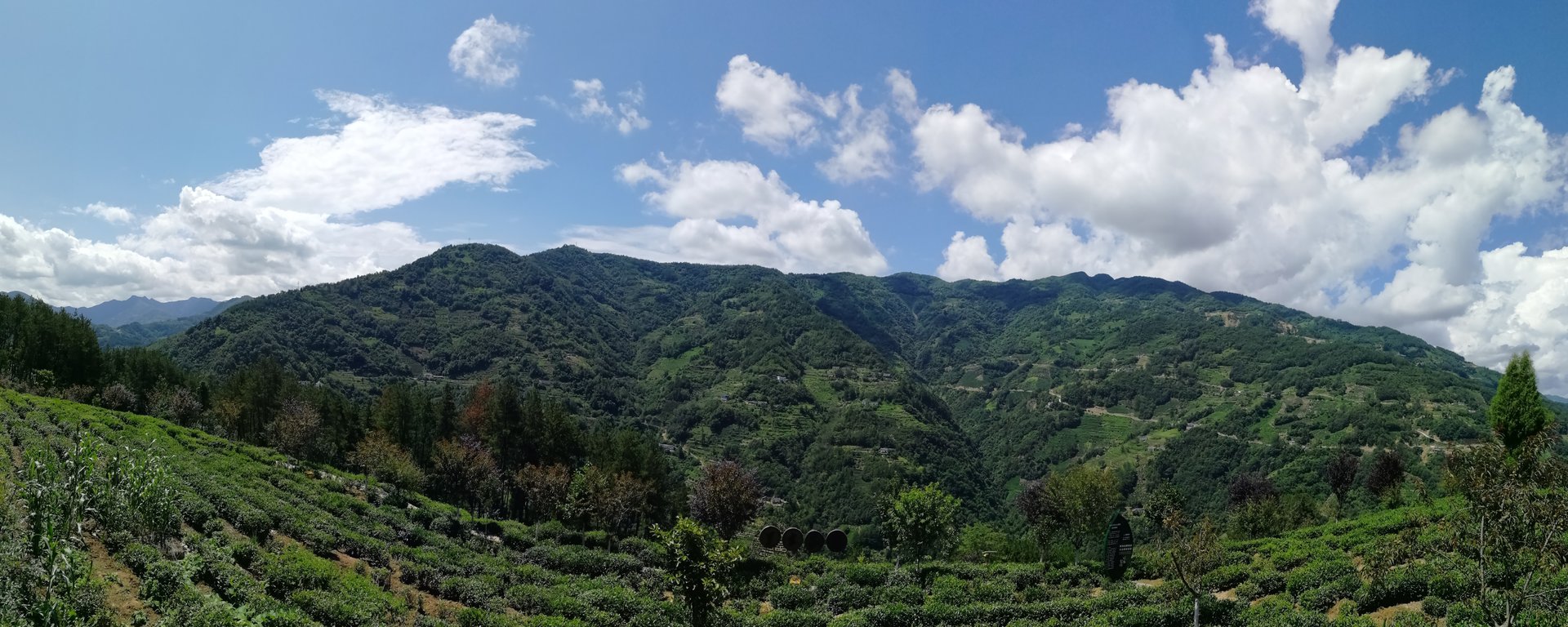 青中村茶園