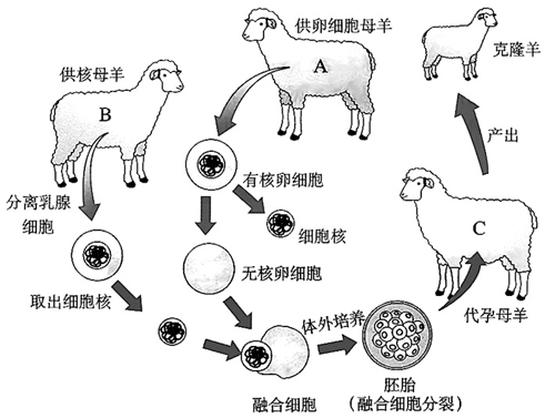 克隆羊技術流程示意圖