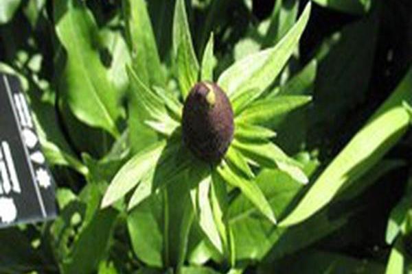 Rudbeckia occidentalis \x27Green Wizard\x27