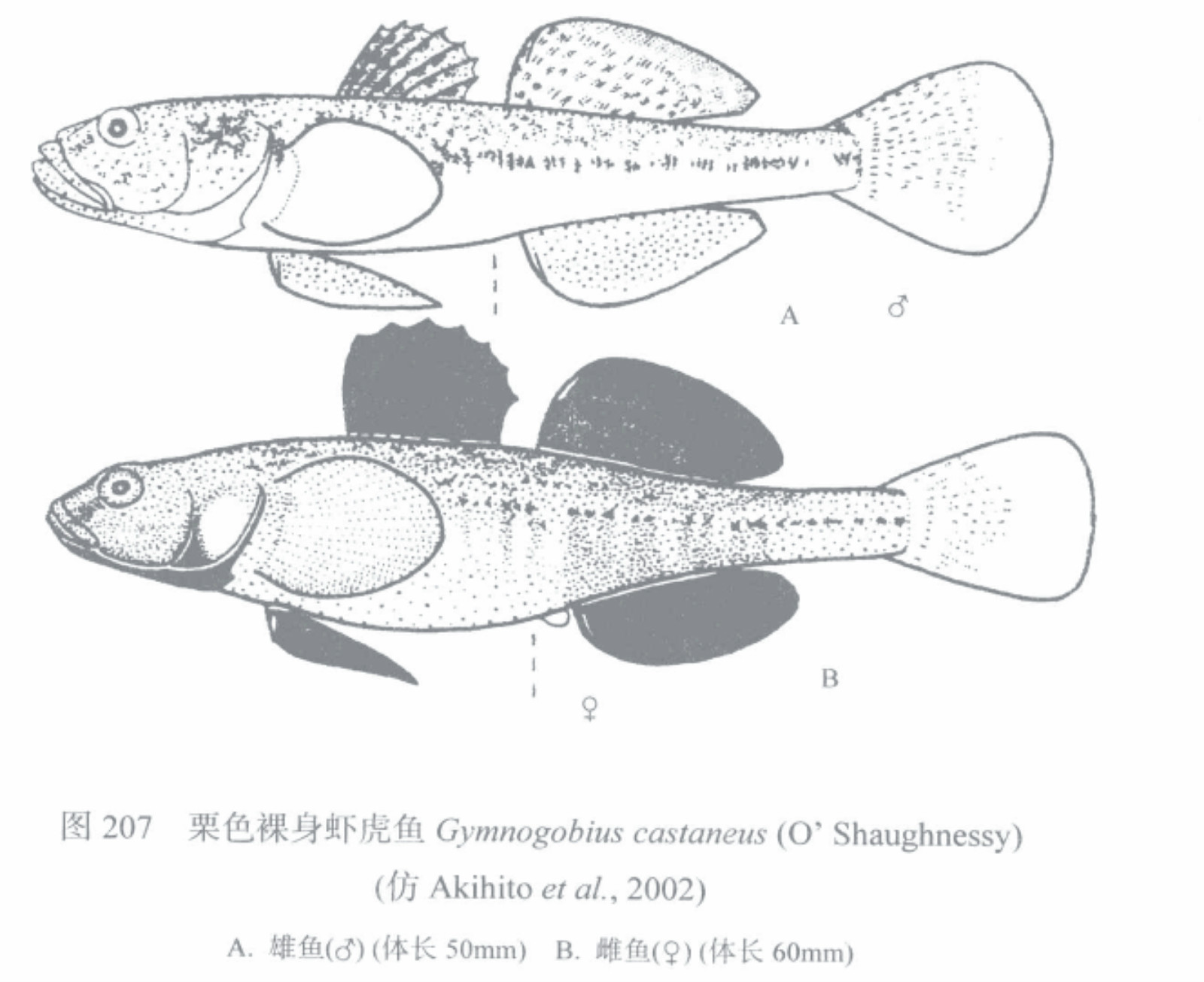 栗色裸身蝦虎魚