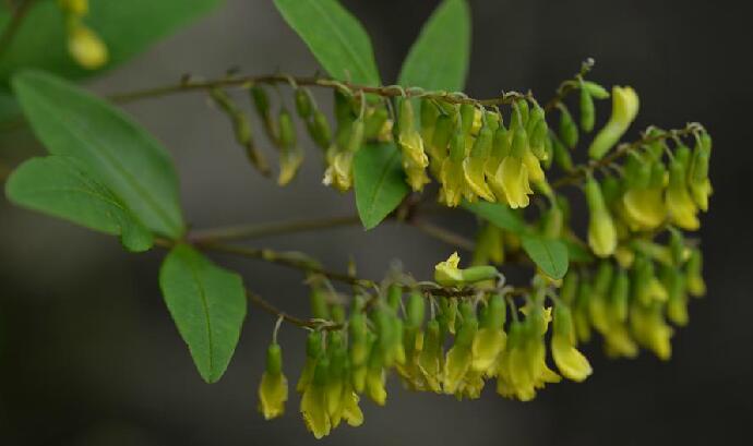 秦嶺黃芪