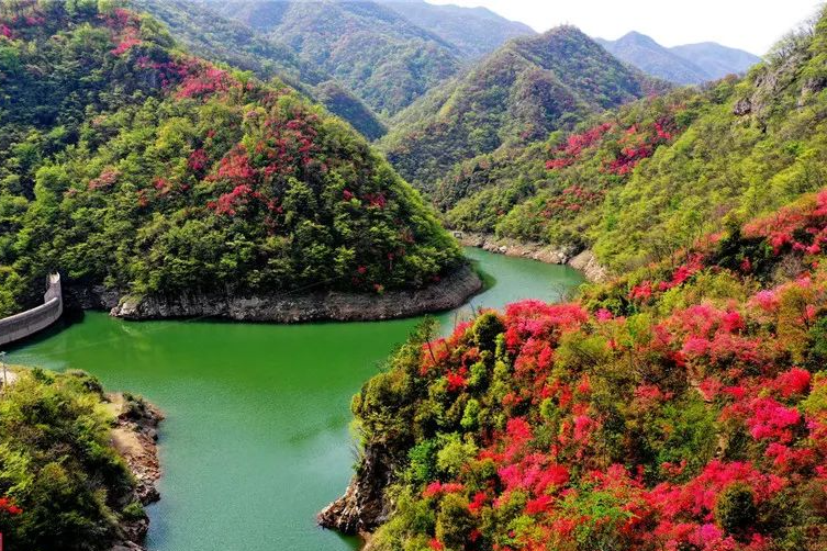 杜鵑嶺(安徽省六安市金寨縣鐵沖鄉境內景點)