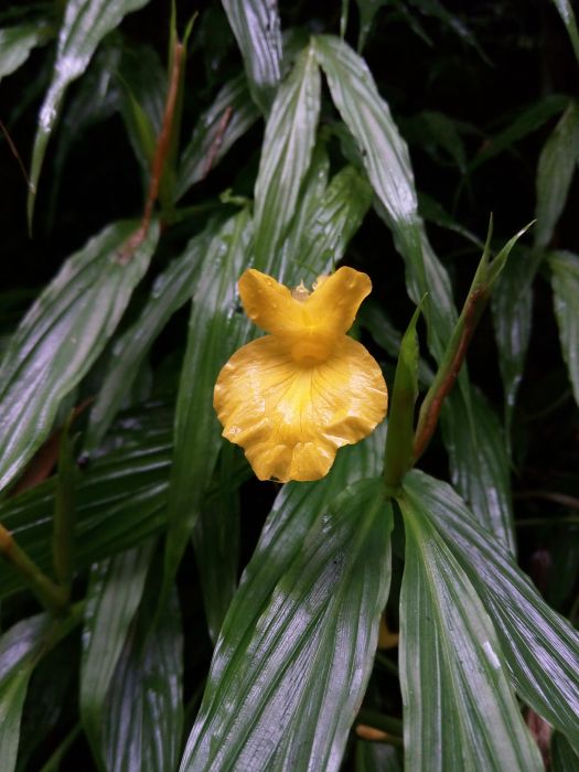 黃花大苞姜