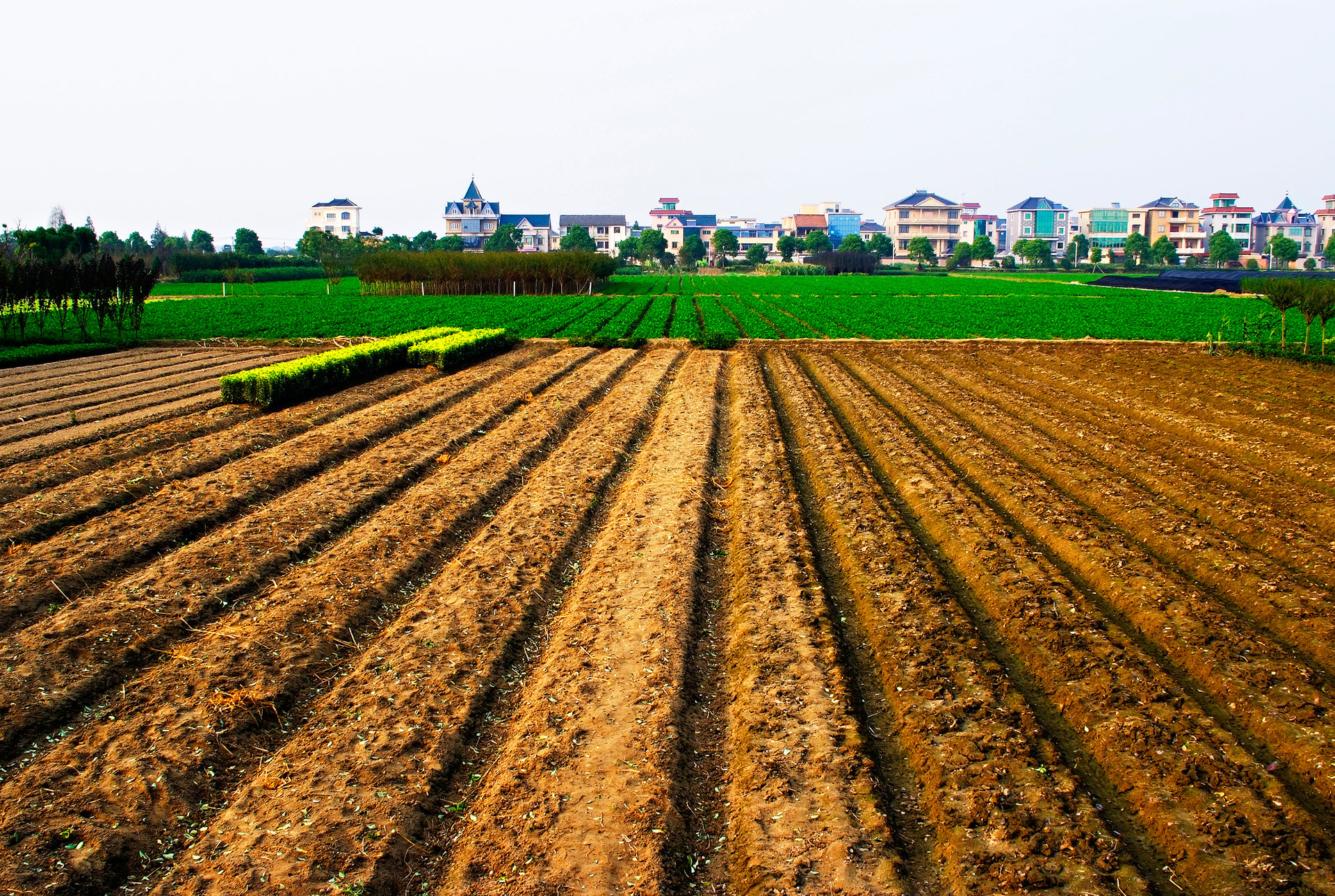 田壟