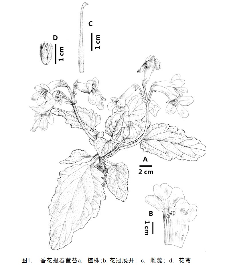 香花報春苣苔