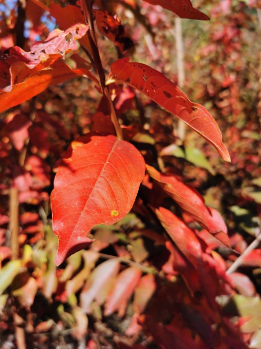 美國冠紅紫薇