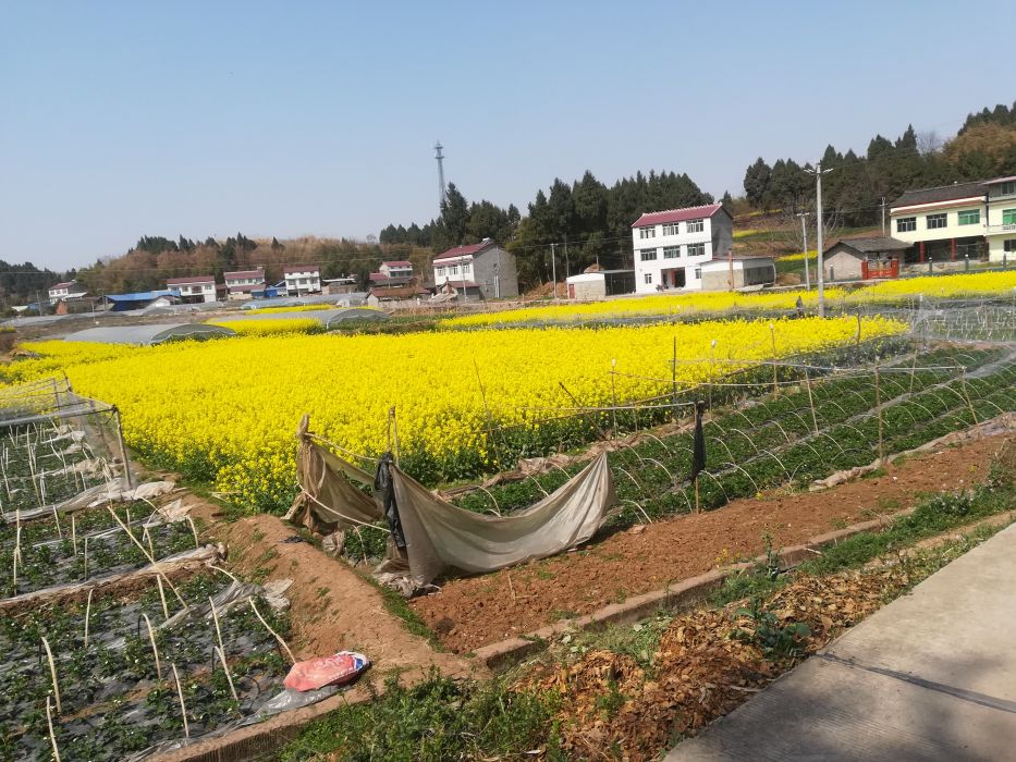 雷家壩