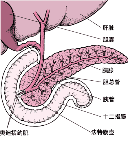 全胰癌