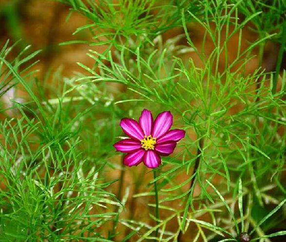 秋英(波斯菊（桔梗目菊科植物）)