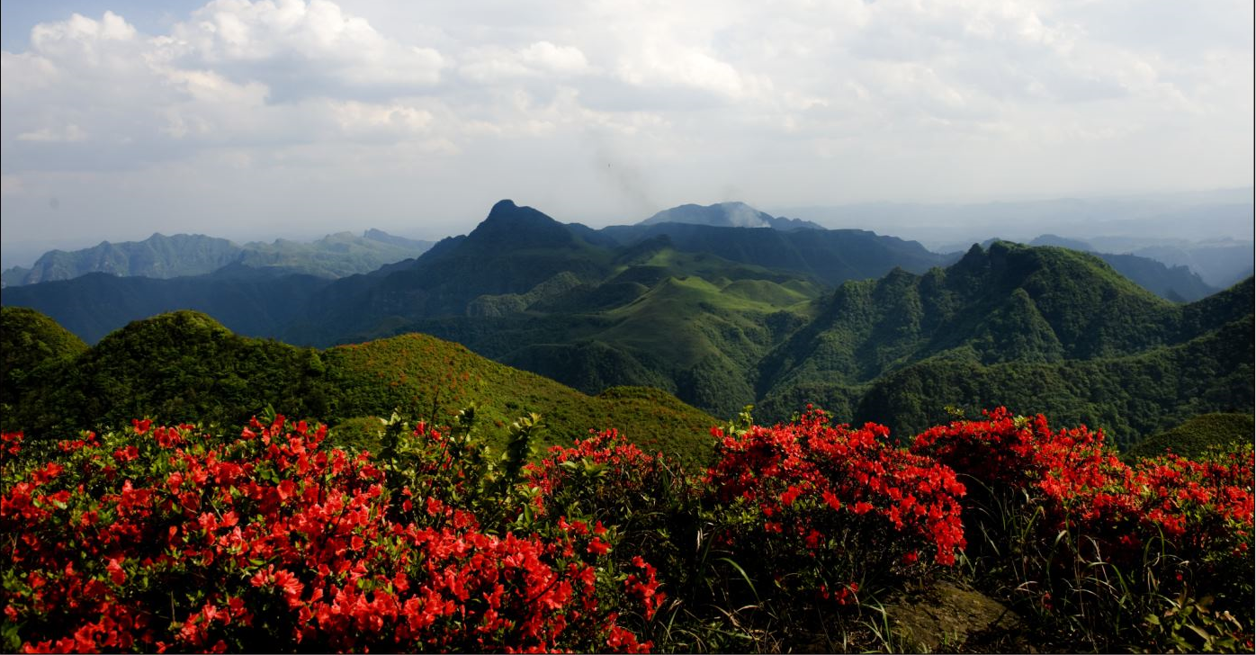 杜鵑花海