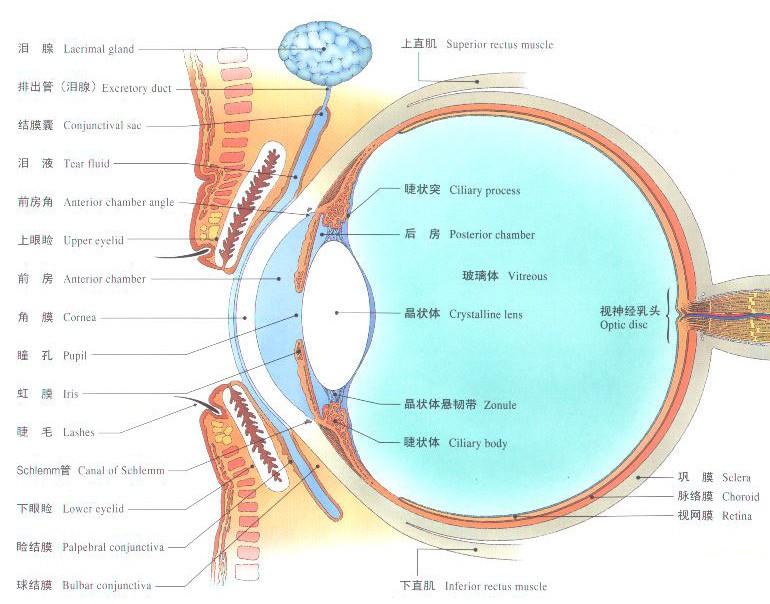 眼底檢查法