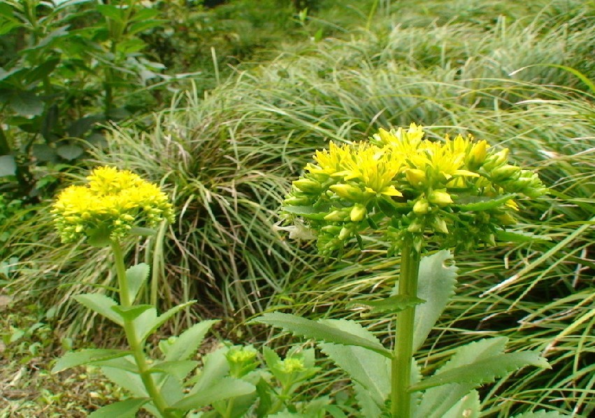 田七花