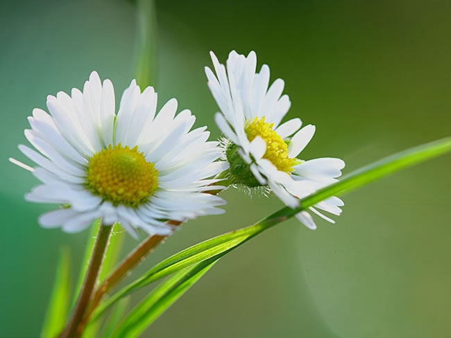 卷花雛菊