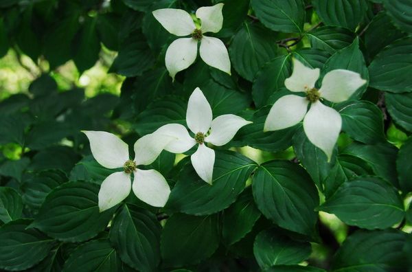 四照花(四照花（變種）)