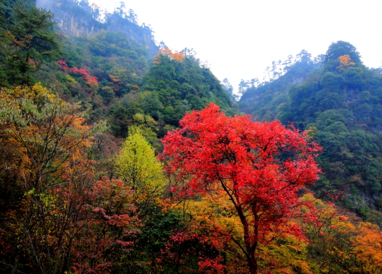 光霧山紅葉