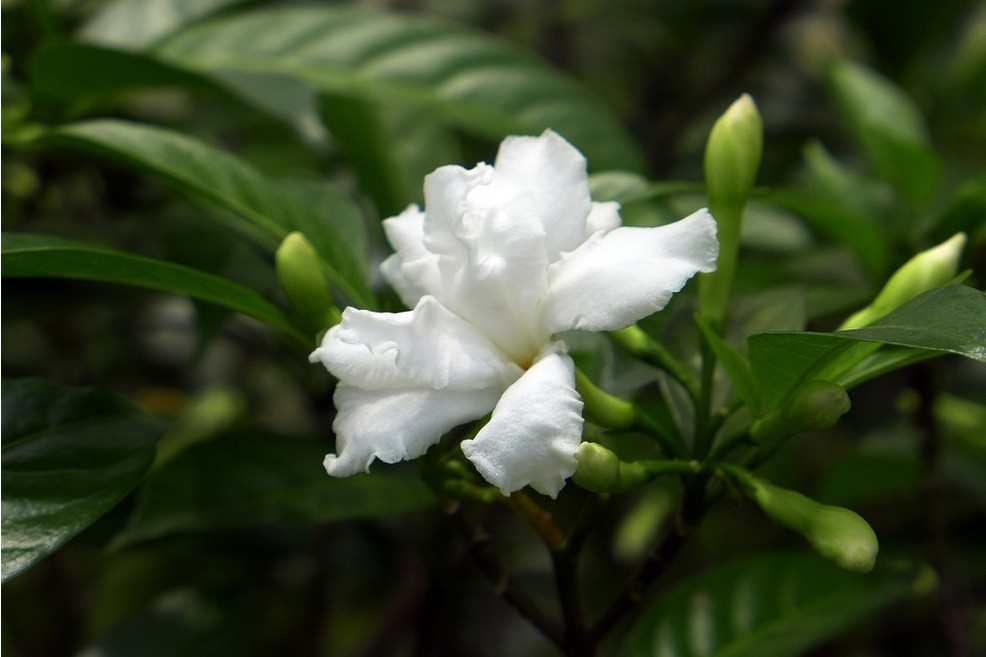 東方狗牙花