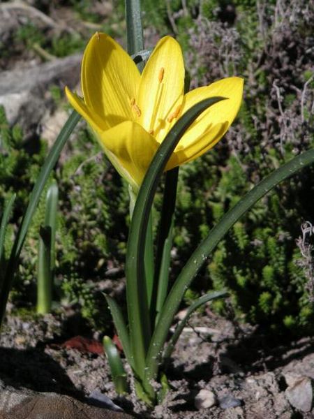 黃花石蒜屬