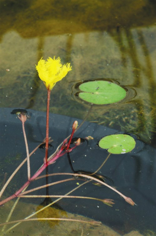 海豐莕菜