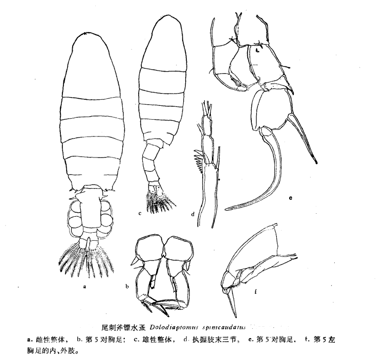 尾刺斧鏢水蚤