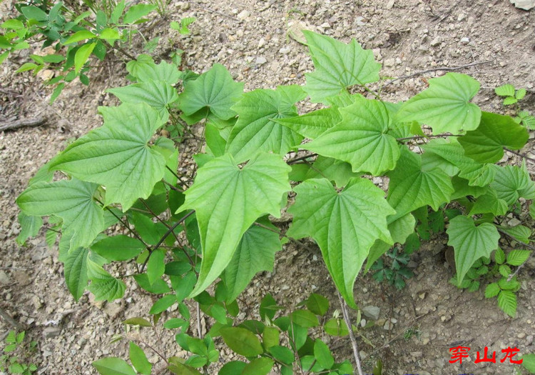 穿山龍(薯蕷科薯蕷屬植物)