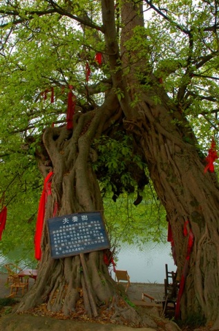 千年愛戀,生死相依.攜子之手,與子攜老.