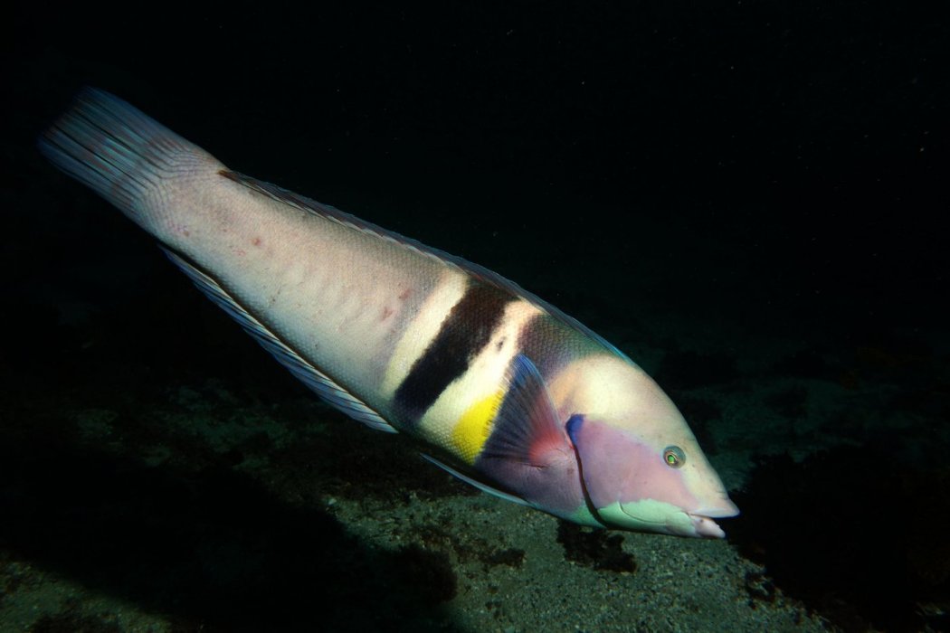 珊瑚海擬盔魚