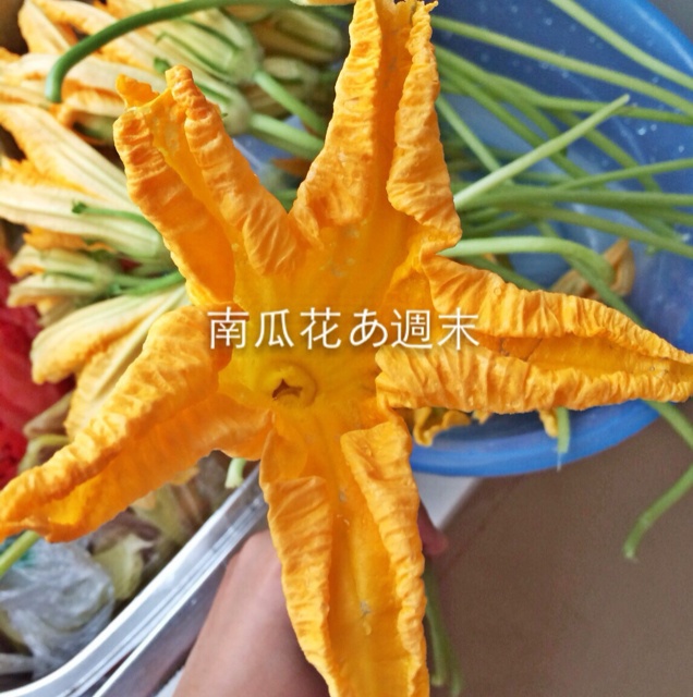 夏季限定南瓜花漾